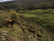 Galicia Rural-Pradolongo